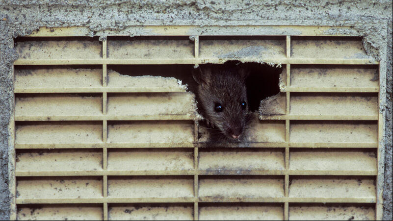 'Concerning rise' in rat related call-outs in Cork, says pest control provider 'Concerning rise' in rat related call-outs in Cork, says pest control provider