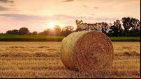 Agricultural land sold for median price of over €9k per acre last year - CSO