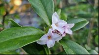 In the garden: How to make the best use of evergreens