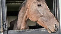 Starving ex-racehorse found covered in sores and tied to fence at fair