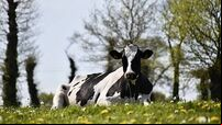 Roscommon farmer has appeal rejected over false statement to gardaí about missing cattle