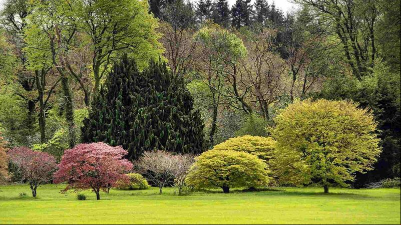 In the garden: When it comes to plants and trees should we stick with native species? In the garden: When it comes to plants and trees should we stick with native species?