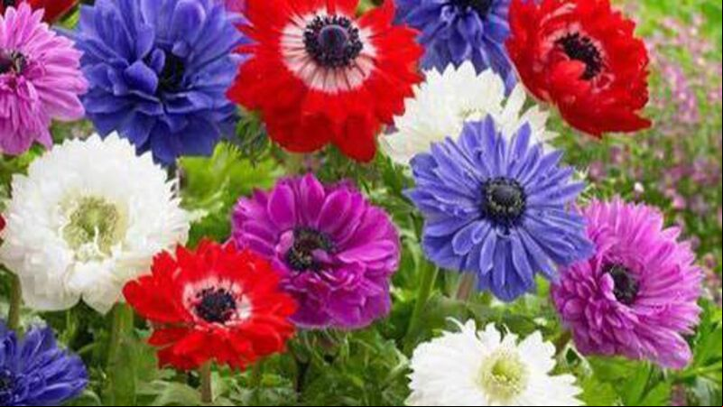 In the garden: Vibrant spring plant named after St Brigid In the garden: Vibrant spring plant named after St Brigid