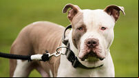 XL bully dogs protest