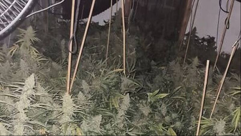 Growhouse with over €200,000 worth of cannabis discovered in Co Louth Growhouse with over €200,000 worth of cannabis discovered in Co Louth