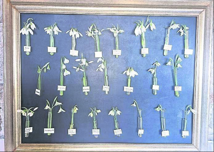Some of the snowdrops cleverly displayed at Ballykealy Manor in Carlow for the Snowdrop Gala at the end of January. Some of the snowdrops cleverly displayed at Ballykealy Manor in Carlow for the Snowdrop Gala at the end of January.