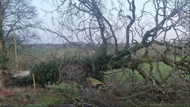 In the garden: Planting trees that are storm-proof In the garden: Planting trees that are storm-proof