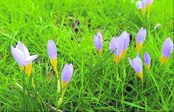 Crocus tommasinianus are starting to push through the soil now - see Plant of the Week Crocus tommasinianus are starting to push through the soil now - see Plant of the Week