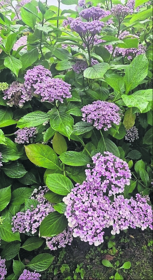 It’s time to consider pruning hydrangeas now before growth begins It’s time to consider pruning hydrangeas now before growth begins