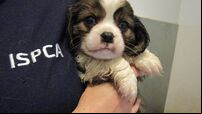 Cork ISPCA inspector calls on people to think twice before getting a dog