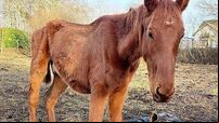 Kildare couple jailed for five months over cruelty to horse