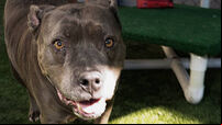 Dog Day of Service with Rachel Bilson and Nutrish