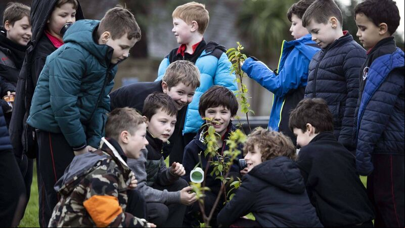 Cork City Council announces launch of second annual tree giveaway Cork City Council announces launch of second annual tree giveaway