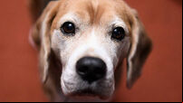American Kennel Club Presents The Nation's Most Popular Breeds Of 2015
