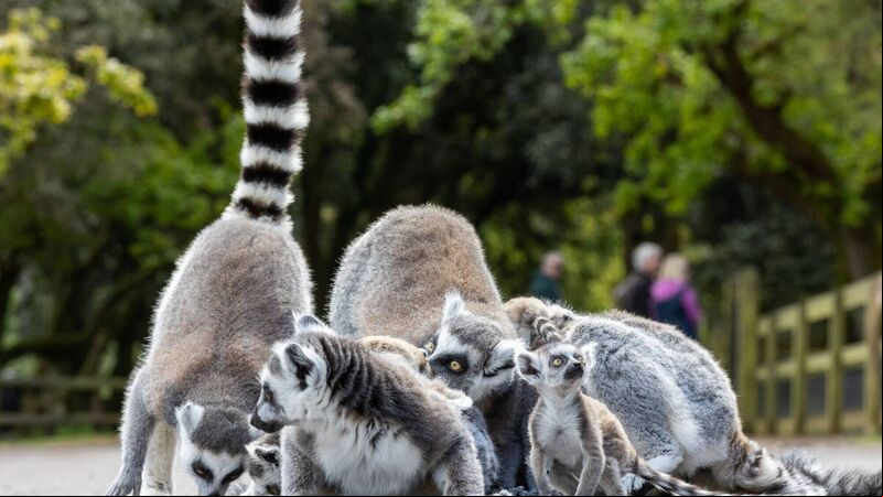 Fota’s concert for conservation to be held this Saturday Fota’s concert for conservation to be held this Saturday