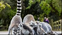 Fota’s concert for conservation to be held this Saturday