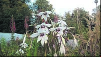 In the garden: Bulbs you can plant now for summer days