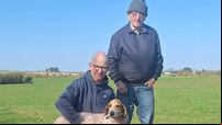Knock’s Boy of Griffin United wins Southern/Carrigaline Harriers Senior Draghunt