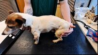 'Pure neglect': Carlow woman receives lifetime ban from owning dogs