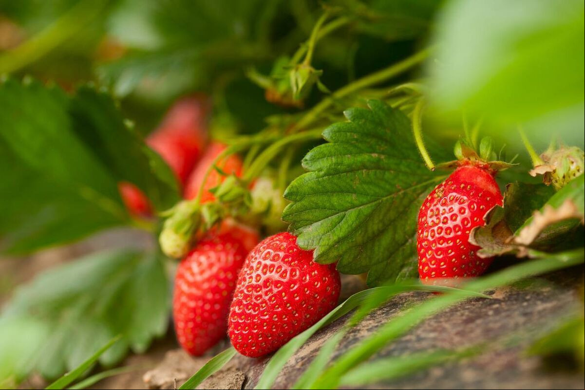 Irish strawberries are coming into season. Irish strawberries are coming into season.