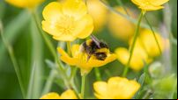 Rise in instances of pesticide in drinking water