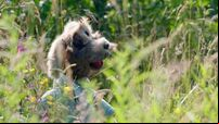 Cork puppet-master’s dog has its day on new series 
