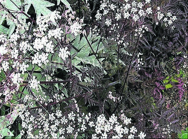 Anthriscus sylvestris, ‘Ravenswing’, with its attractive red foliage contrasting with pink-white umbel flowers Anthriscus sylvestris, ‘Ravenswing’, with its attractive red foliage contrasting with pink-white umbel flowers