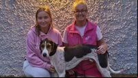 High Miss of Griffin United records her fifth consecutive draghunt success