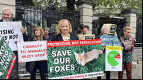 Fox hunting