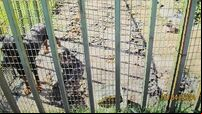 Dog owner could face jail after 'scared, malnourished' pet found living in own filth