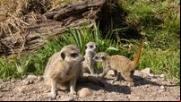 'Baby boom' sees new meerkats and bison at Cork's Fota Wildlife Park